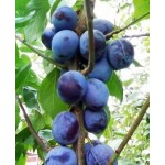 Саженец сливы колоновидной "Анже" Саженец сливы колоновидной "Анже"