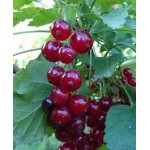 Саженец смородины красной "Виксне" Саженец смородины красной "Виксне"